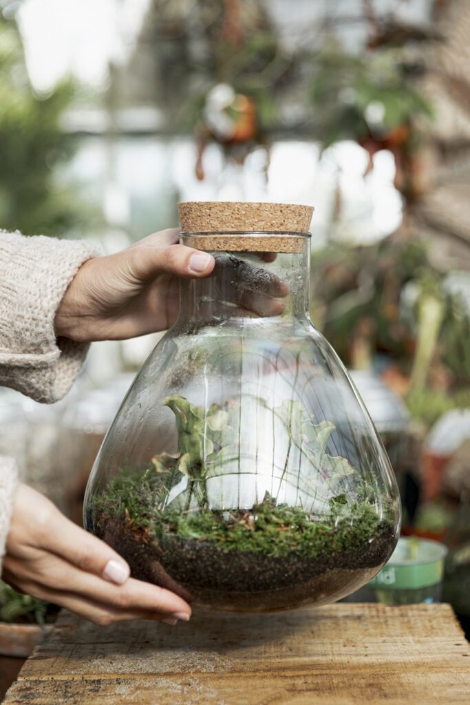terrarium plants fits in a jar