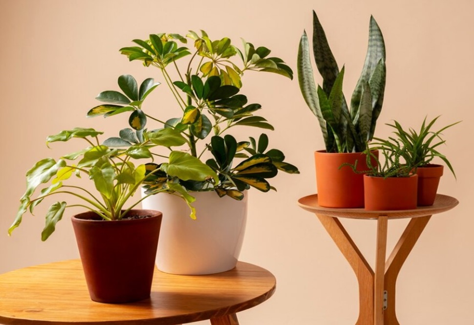 Bringing the Jungle Indoors: Top 10 Easy-Care Indoor Plants for Towering Appeal